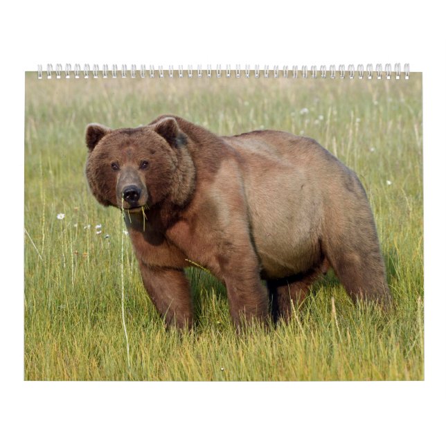 Alaska-Kalender Kalender (Titelbild)