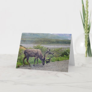 Alaska - Karibik 1 Einladung