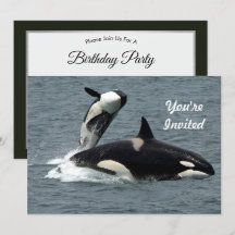 Alaska Killer Whale Foto Geburtstag