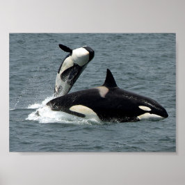 Alaska Killer Whale Foto Poster
