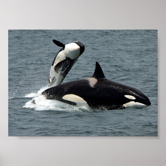 Alaska Killer Whale Foto Poster (Vorne)