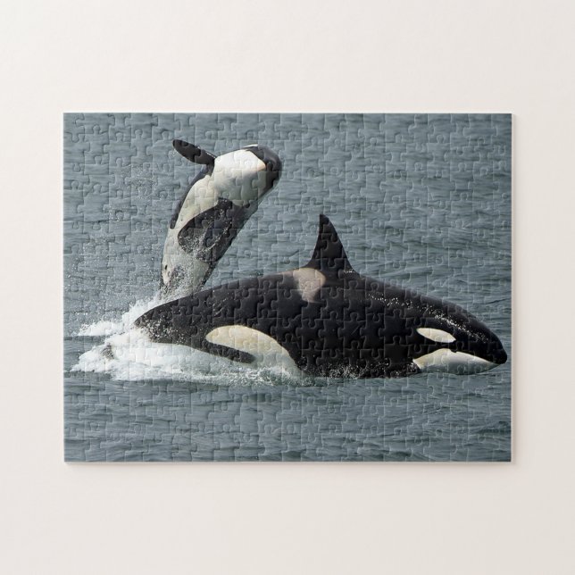 Alaska Killer Whale Orca Foto Puzzle (Horizontal)