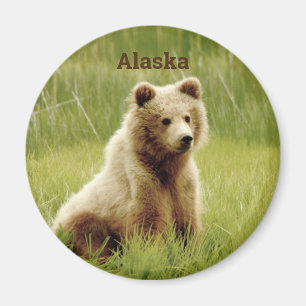 Alaska Magnet mit Grizzly Bärenkuppe