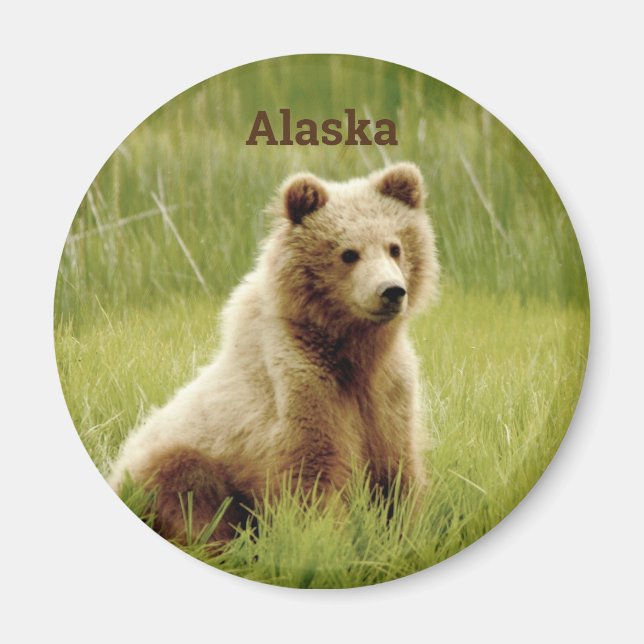 Alaska Magnet mit Grizzly Bärenkuppe (Vorne)