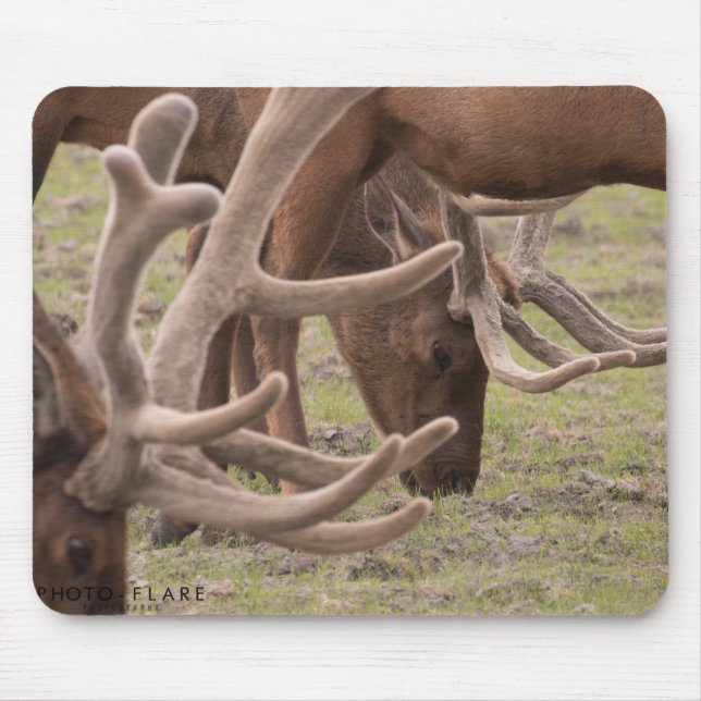 Alaska-Mausunterlage Mousepad (Vorne)