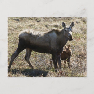 Alaska-Mutter-Elch mit Kalb Postkarte