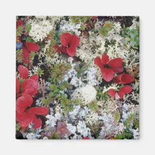 Alaska, Nationalpark Denali, Arktische Tundra ist Magnet