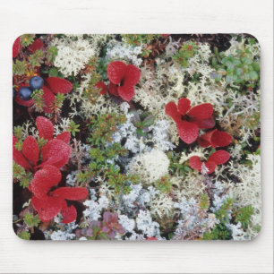 Alaska, Nationalpark Denali, Arktische Tundra ist Mousepad