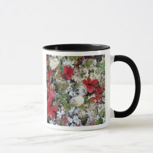 Alaska, Nationalpark Denali, Arktische Tundra ist Tasse