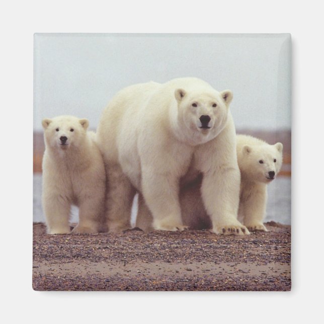 Alaska Polar Bear Magnet (Vorne)
