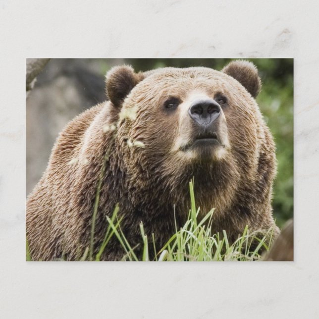ALASKA POSTKARTE (Vorderseite)