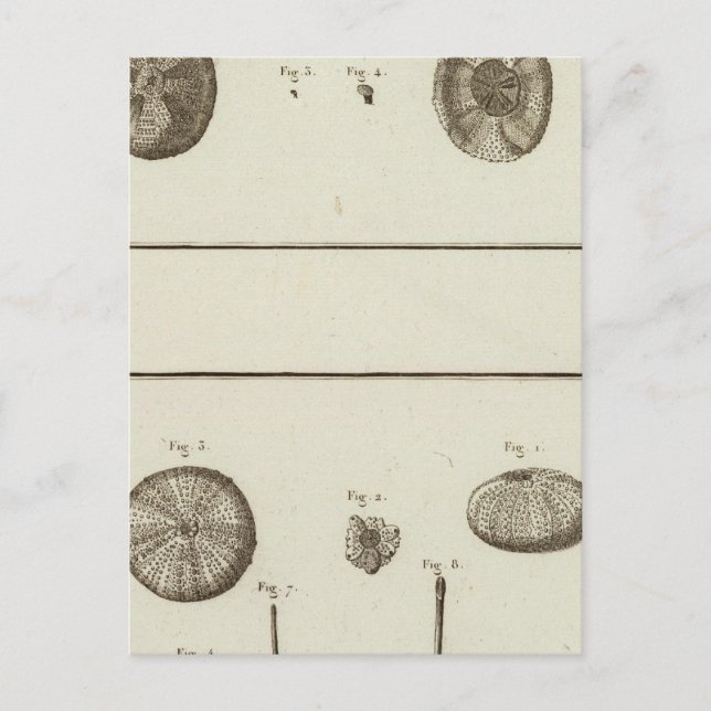 Alaska Postkarte (Vorderseite)