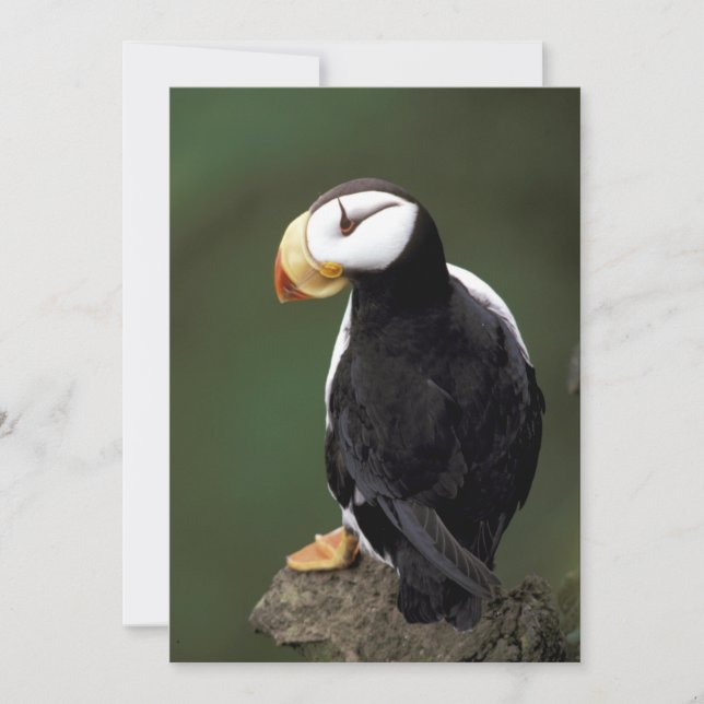 Alaska Puffins füttern farbenfrohe Vögel (Vorderseite)