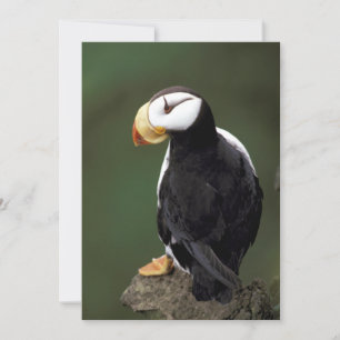 Alaska Puffins füttern farbenfrohe Vögel