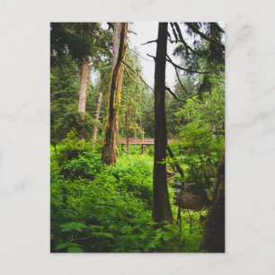 Alaska Rainforest Postkarte
