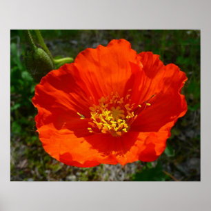 Alaska-Rote Mohn Farbige Blume Poster