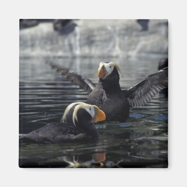 Alaska Schopfpuffins Magnet (Vorne)