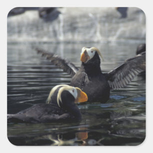Alaska Schopfpuffins Quadratischer Aufkleber