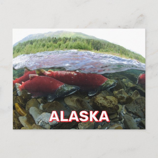 Alaska Sockeye Salmon Postkarte (Vorderseite)