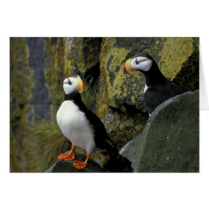 Alaska, St. Paul Island, die Pribilofs, gehörnt