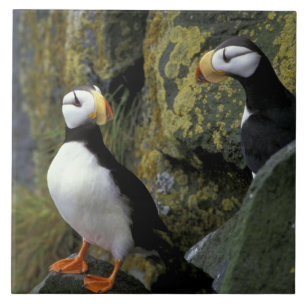 Alaska, St. Paul Island, die Pribilofs, gehörnt Fliese