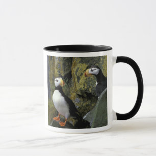Alaska, St. Paul Island, die Pribilofs, gehörnt Tasse