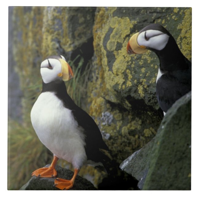 Alaska, St. Paul Island, die Pribilofs, horned Fliese (Vorderseite)