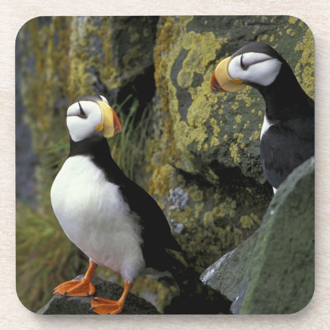 Alaska, St. Paul Island, die Pribilofs, horned Getränkeuntersetzer (Vorderseite)