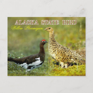 Alaska Staat Bird - Willow Ptarmigan Postkarte