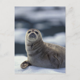 Alaska, Südost-Region Seehund auf Eis Postkarte