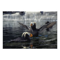 Alaska Tufted Puffins
