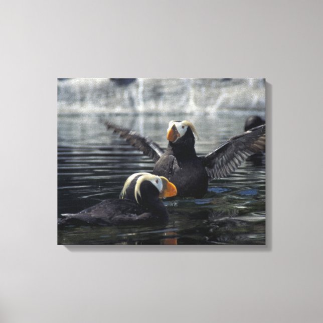 Alaska Tufted Puffins Leinwanddruck (Vorderseite)