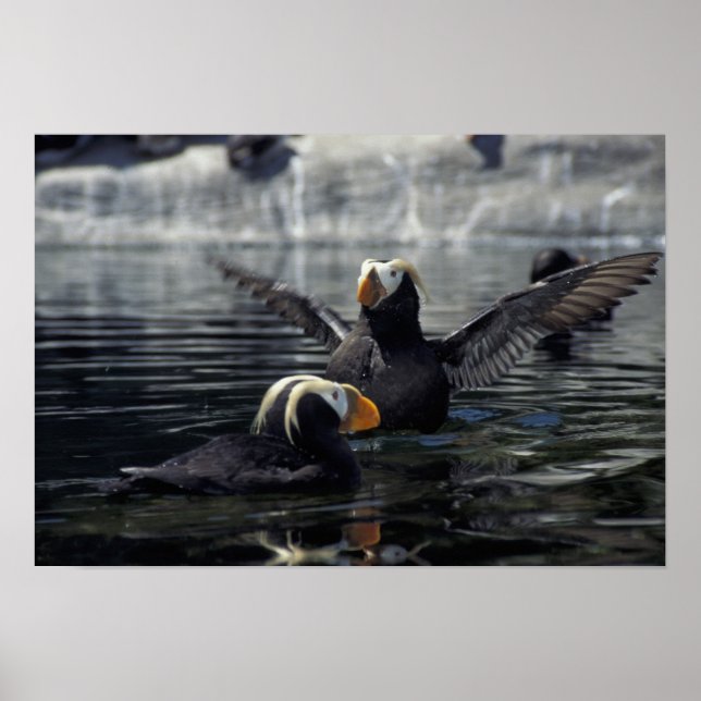 Alaska Tufted Puffins Poster (Vorne)