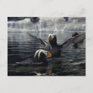 Alaska Tufted Puffins Postkarte