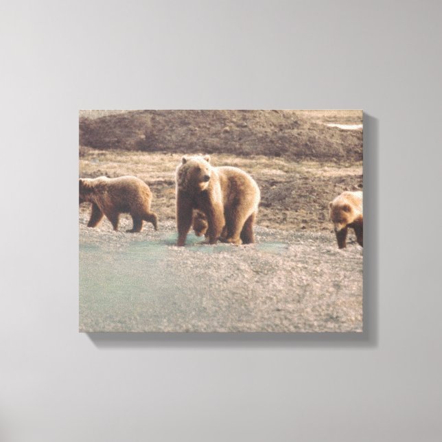 Alaska Tundra Grizzlies Foto Designed Print Leinwanddruck (Vorderseite)