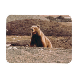 Alaska Tundra Grizzly säen arktischen Kühlschrank Magnet