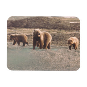 Alaska Tundra Grizzly Sow und Cubs Kühlschrank Magnet