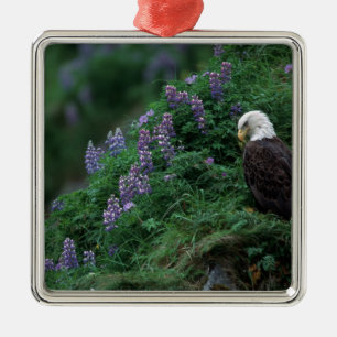 Alaska, Unalaska-Insel Weißkopfseeadler unter Noot Silbernes Ornament