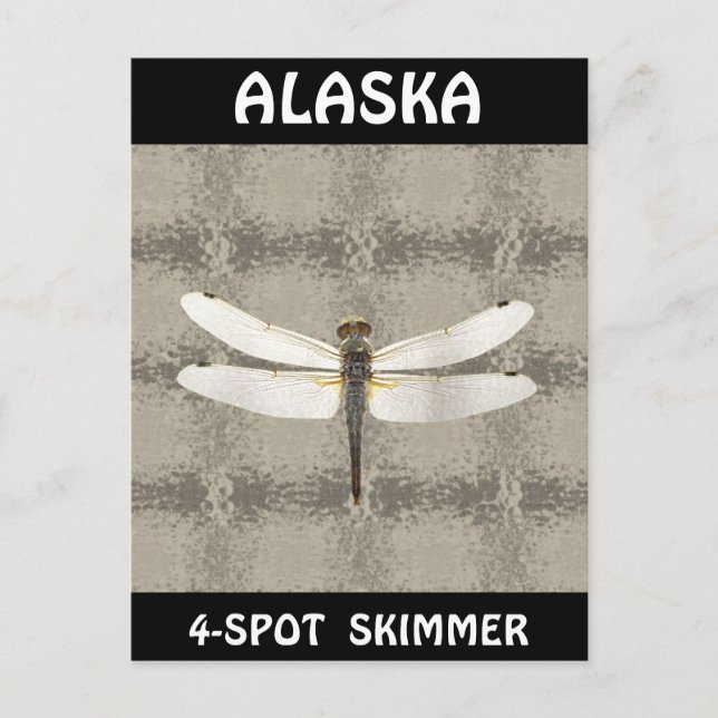 Alaska Vier Spot Skimmer Dragonfly Postkarte (Vorderseite)