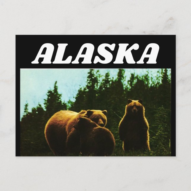 ALASKA VINTAGE GRIZZLY BEAR POSTCARD POSTKARTE (Vorderseite)