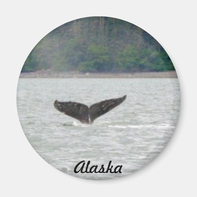 Alaska Whale Schwanz Magnet (Vorne)