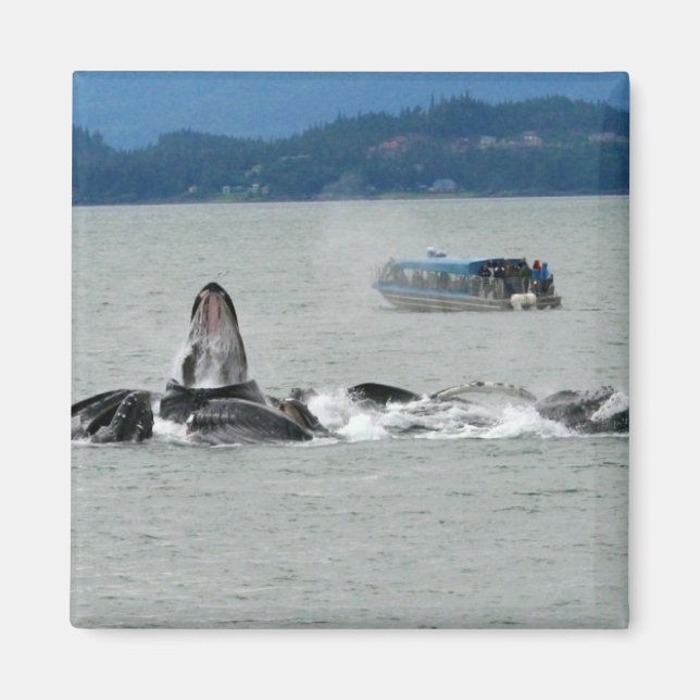Alaska Whales Magnet (Vorne)