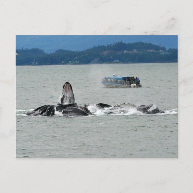Alaska Whales Postkarte (Vorderseite)