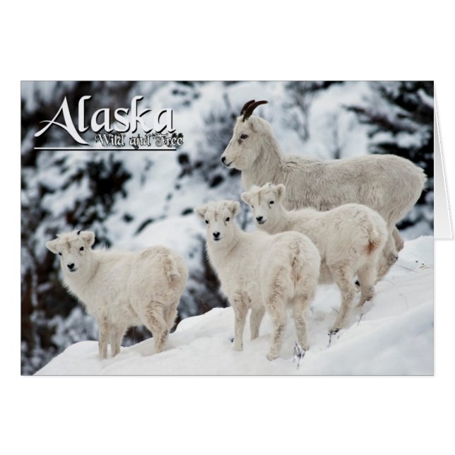Alaska Wild und frei (Vorderseite (Horizontal))