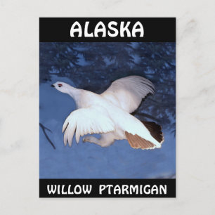 Alaska Willow Ptarmigan Postkarte