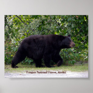 Alaskan Bear Poster