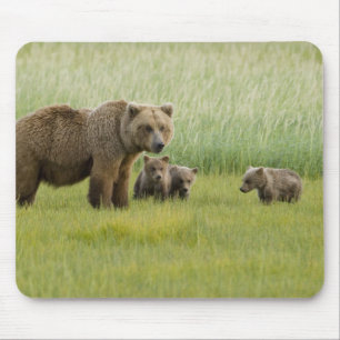 Alaskan Brown Bären Sow und drei Cubs, Ursus Mousepad