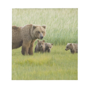 Alaskan Brown Bären Sow und drei Cubs, Ursus Notizblock