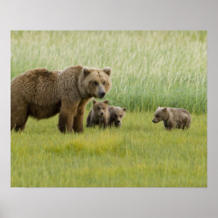 Alaskan Brown Bären Sow und drei Cubs, Ursus Poster