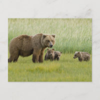 Alaskan Brown Bären Sow und drei Cubs, Ursus